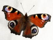 Peacock butterfly (Inachis io) in breeding house