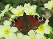 Peacock (Inachis io)