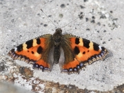 Small Tortoiseshell (Aglais urticae) Early butterfly