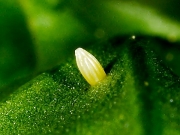 Small_White_Pieris rapae - egg_
