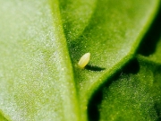 Small White (Pieris rapae) - egg