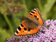 Small Tortoiseshell (Aglais urticae)