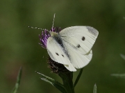 Female Small White Butterfly (Pieris rapae)