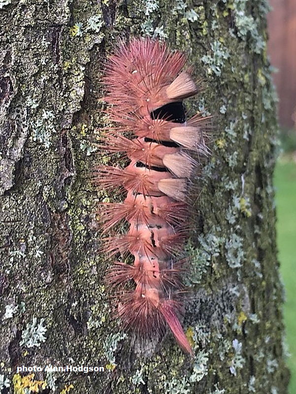 Pink form of Pale Tussock caterpillar (Calliteara pudibunda)  - photo Alan Hodgson