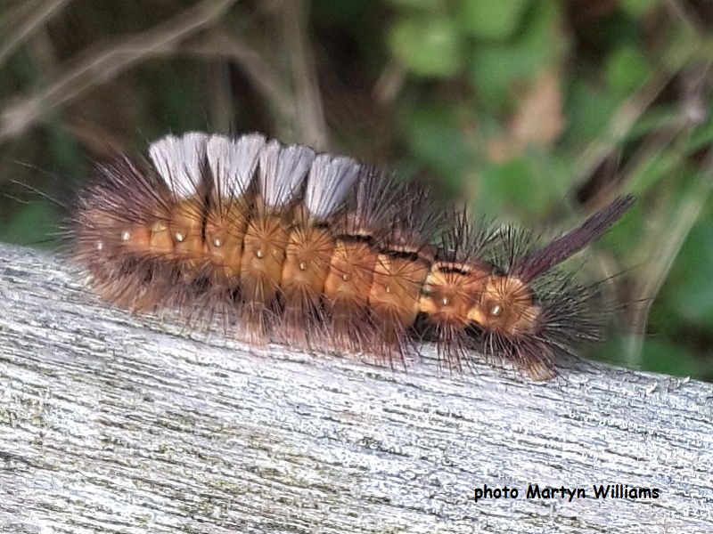 Brown form of Pale Tussock caterpillar with white dorsal tufts.