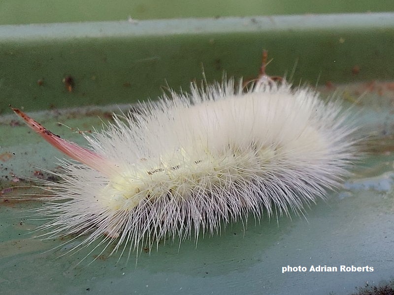 White form of Pale Tussock caterpillar 
