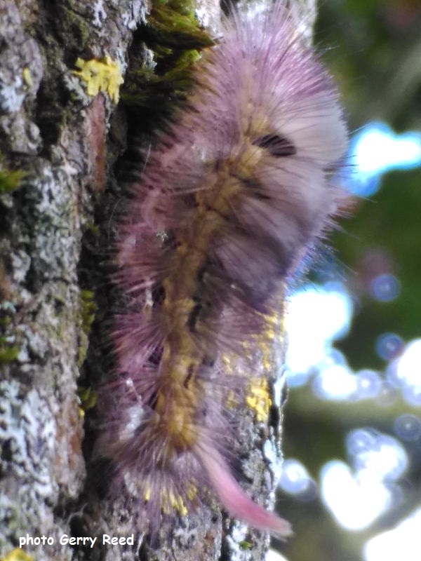 Mauve coloured form of Pale Tussock caterpillar on Red Maple tree.
