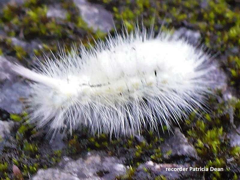 White form of Pale Tussock caterpillar 