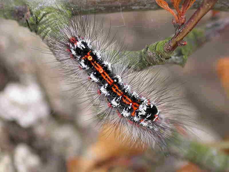 Caterpillar Survival Strategies Wildlife Insight