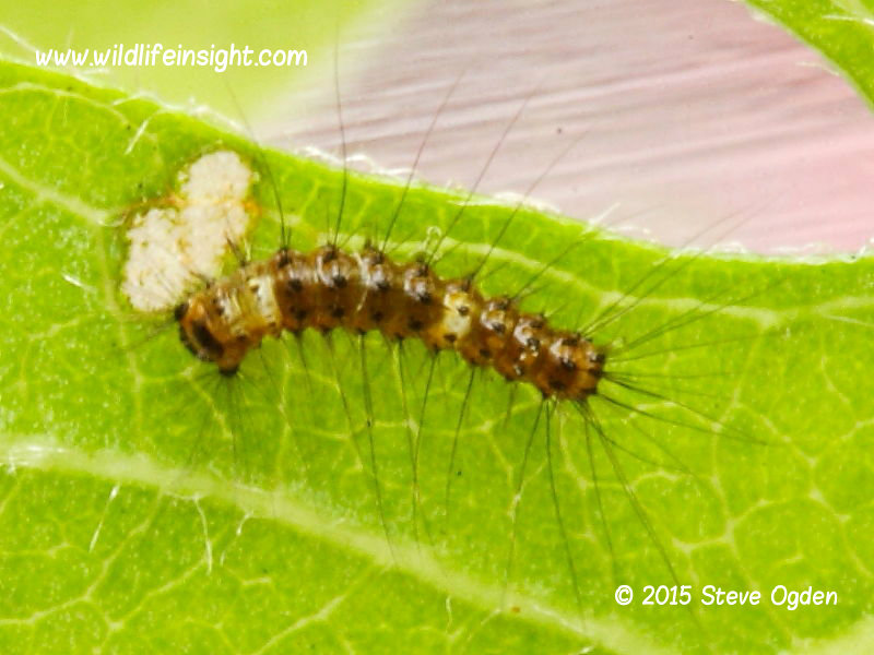 4mm yellow form of Vapourer moth caterpillar feeding 31st May © 2015 Steve Ogden