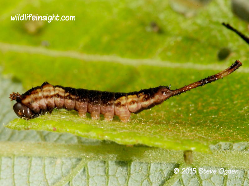 6 day old Puss moth larva 12mm including elongated rear claspers  (Cerura vinula) 2015 Steve Ogden