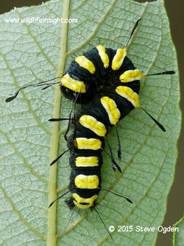 Alder moth 25mm caterpillar reared from 6mm second instar Acronicta alni  © 2015 Steve Ogden