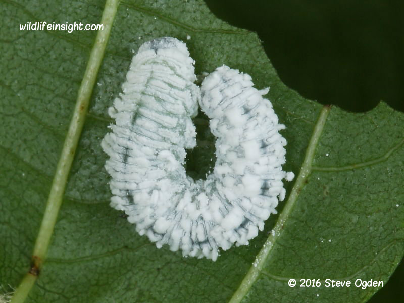 Woolly Alder sawfly larva Eriocampa ovata © 2016 Steve Ogden