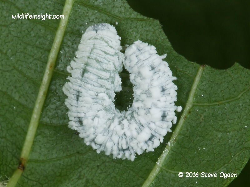 Identification of Sawfly caterpillars on garden plants, shrubs, trees