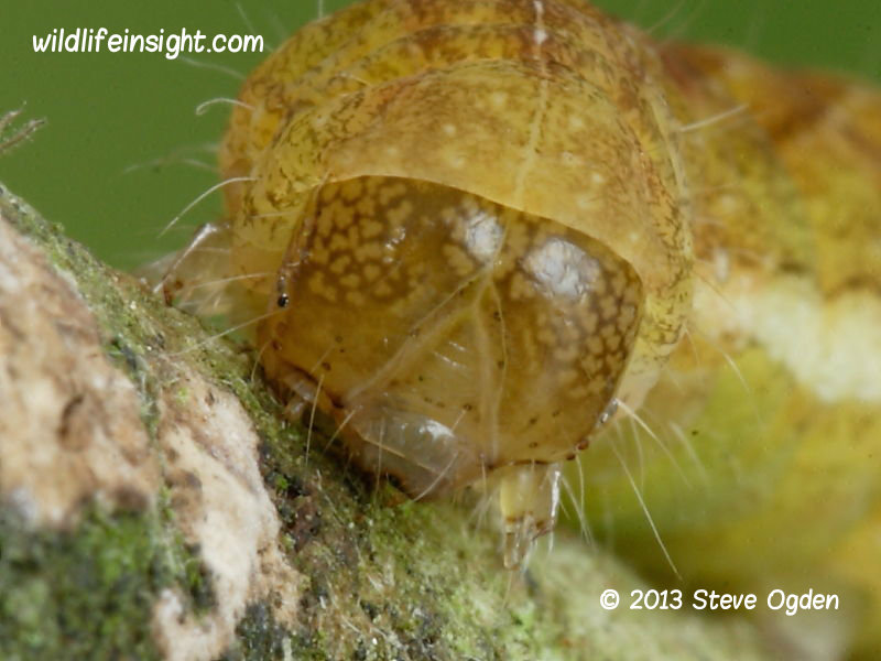 Angle Shades caterpillar head of brown form (Phlogophora meticulosa) © 2013 Steve Ogden