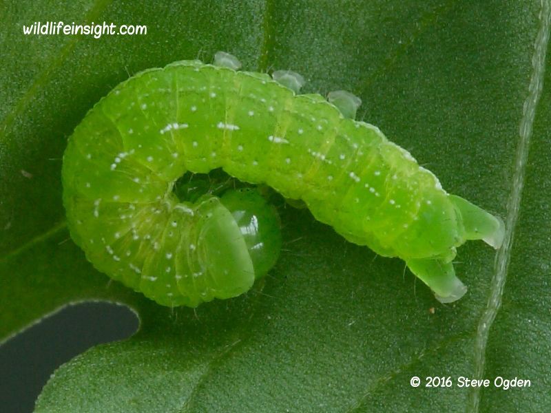 Angle Shades moth caterpillar 10mm (Phlogophora meticulosa) © 2016 Steve Ogden