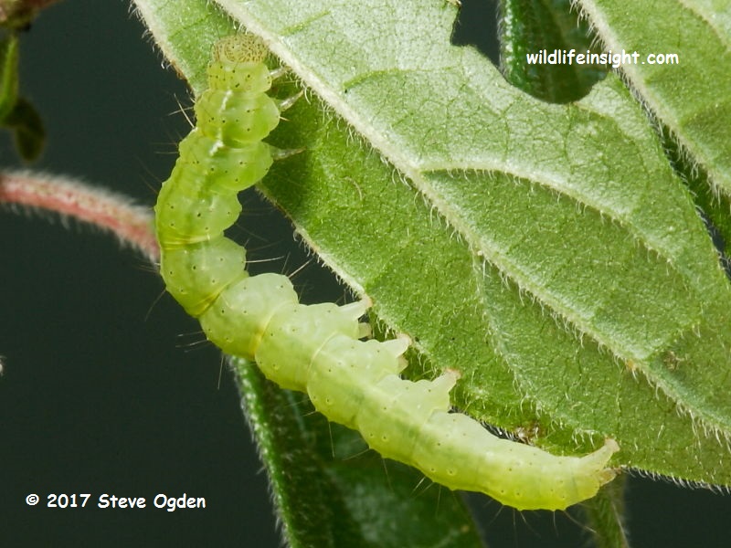 Bloxworth Snout caterpillar (Hypena obsitalis) © 2017 Steve Ogden
