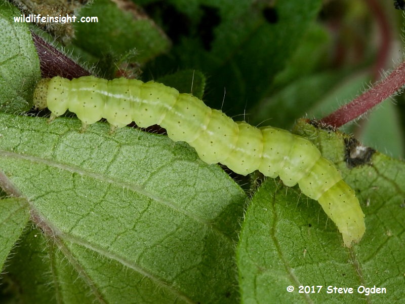 Bloxworth Snout caterpillar (Hypena obsitalis) swept from pellitory-of-the-wall Cornwall © 2017 Steve Ogden