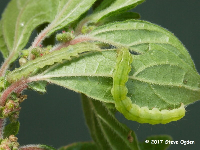 Bloxworth Snout caterpillars (Hypena obsitalis) swept from Pellitory of the Wall in South West Cornwall © 2017 Steve Ogden