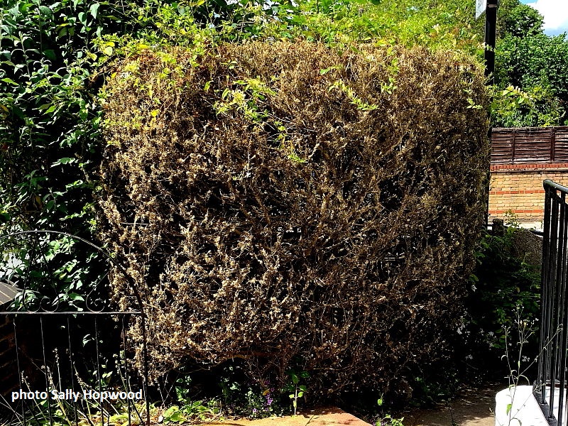 Box Tree Hedging defoliated by Box Tree caterpillars, Cydalima perspectalis, in London.  