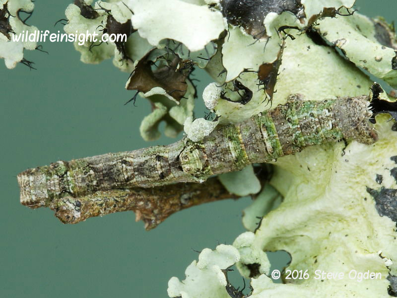 Brimstone Moth 20mm over wintering larva (Opisthograptis luteolata) February on lichen Cornwall on © 2016 Steve Ogden