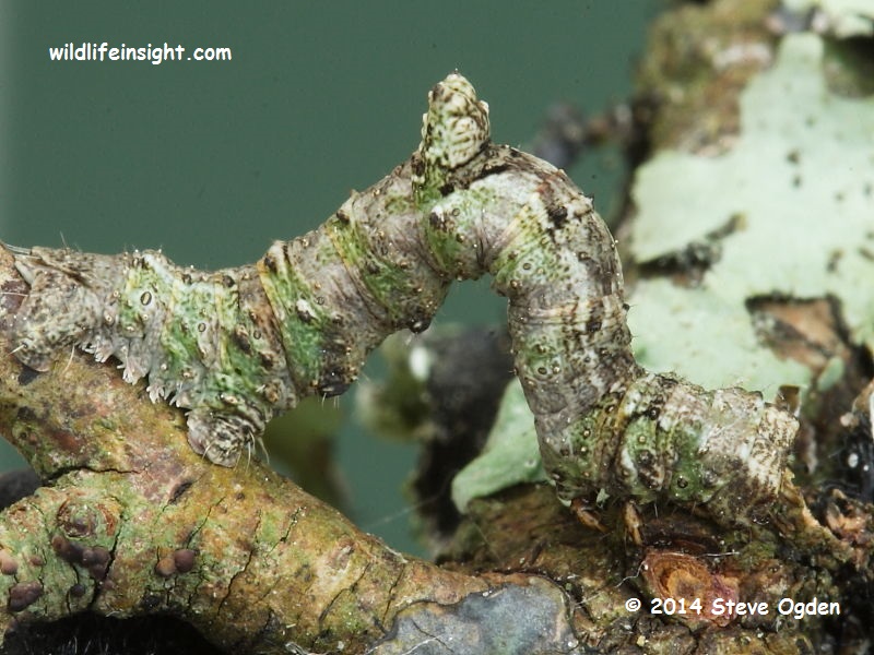 The Brimstone Moth caterpillar (Opisthograptis luteolata) showing vestigial legs © 2014 Steve Ogden
