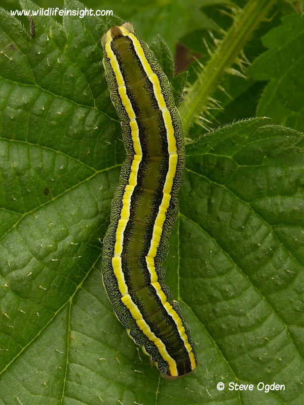 Broom Moth (Ceramica pisi) fully grown caterpillar © Steve Ogden