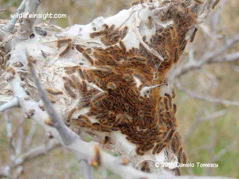 Brown-tail moth caterpillar web (Euproctis chrysorrhoea) recorder Daniela Tomescu