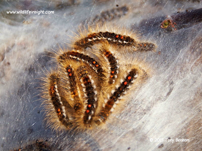 Over wintered Brown-tail caterpillars - Farlington Marshes Portsmouth 18th April 2014 © 2015 Tony Benham