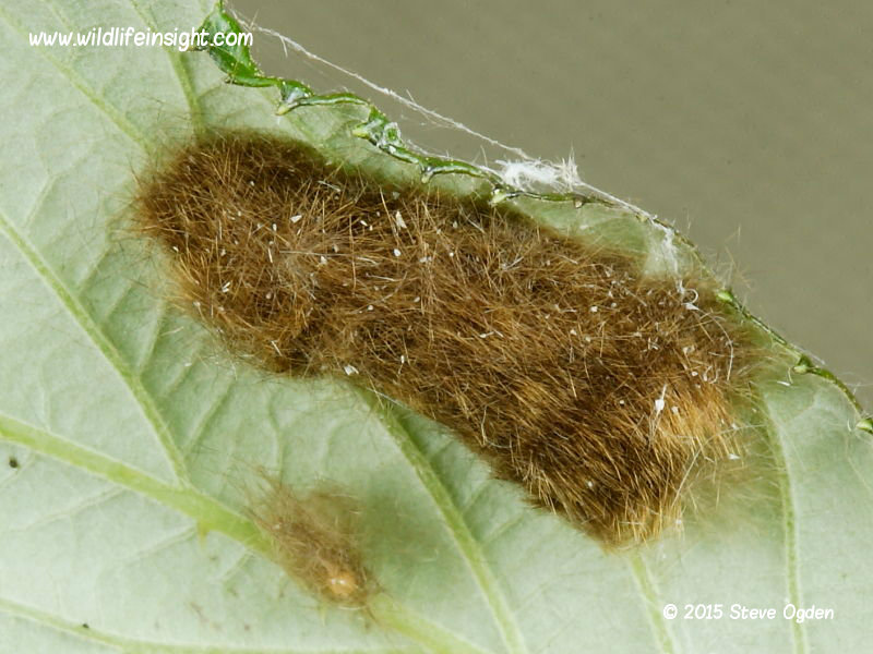 Brown-tail moth eggs (Euproctis chrysorrhoea) © 2015 Steve Ogden