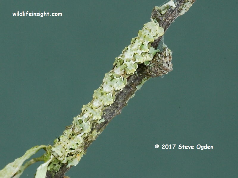 Brussels Lace (Cleorodes lichenaria) final instar caterpillar © 2017 Steve Ogden