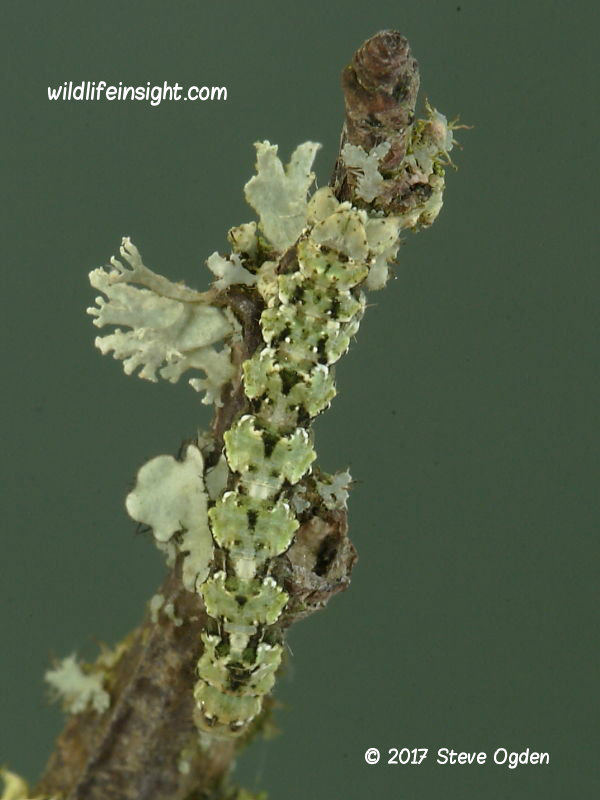 Brussels Lace (Cleorodes lichenaria) caterpillar on lichens covered blackthorn © 2017 Steve Ogden