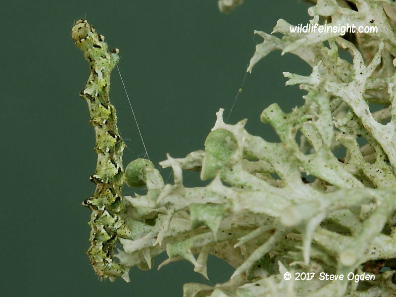 Brussels Lace (Cleorodes lichenaria) caterpillar © 2017 Steve Ogden