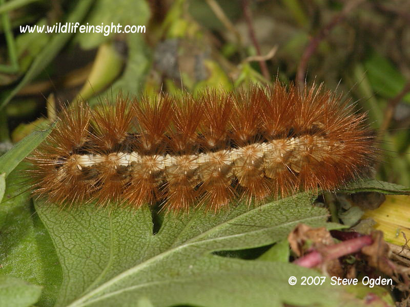 Buff Ermine caterpillar fully grown (Spilosoma luteum) © 2014 Steve Ogden