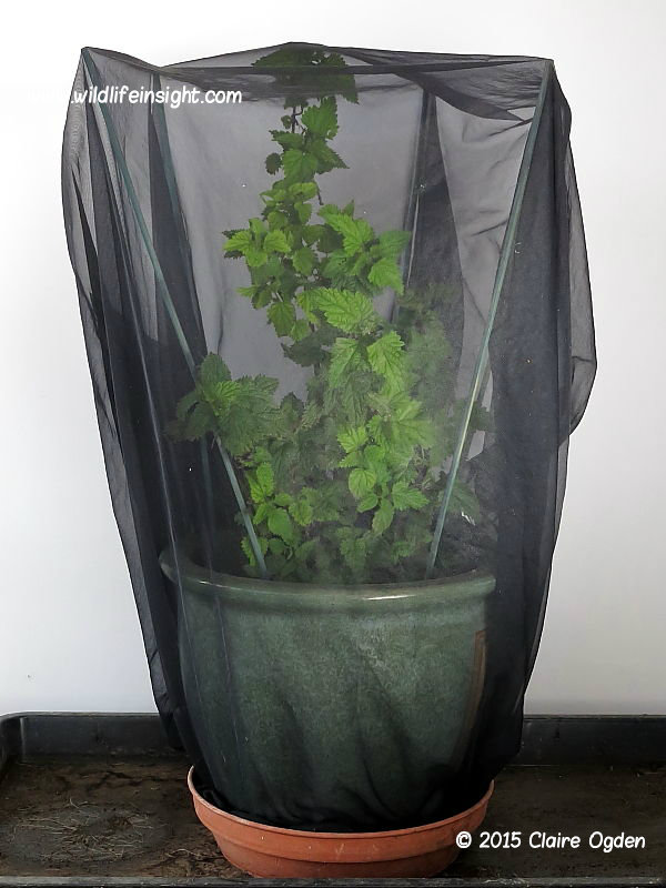 How to rear caterpillars Wildlife Insight