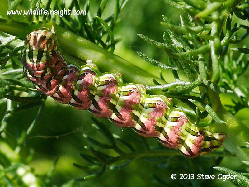 Chamomile Shark caterpillar (Cucullia chamomillae) fully grown pink and green form on Sea Mayweed © 2013 Steve Ogden