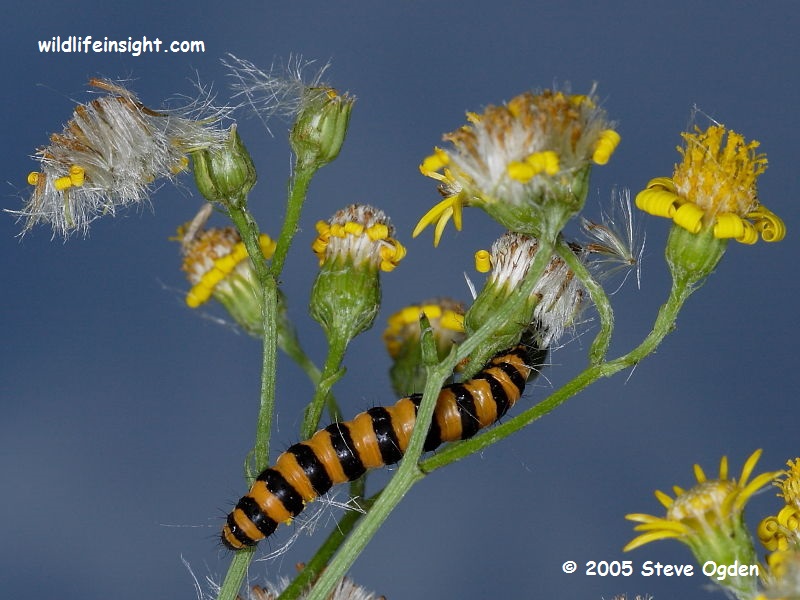 Cinnabar Moth Caterpillar (Tyria jacobaeae) © Steve Ogden 2005