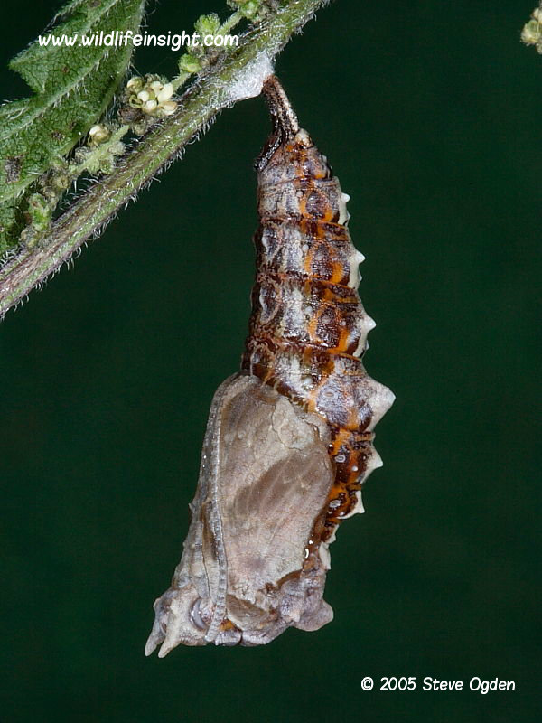 Comma butterfly pupating caterpillar (Polygonia c-album)  © 2005 Steve Ogden