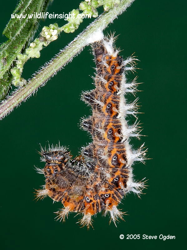 Comma butterfly caterpillar suspended fron silk pad © 2005 Steve Ogden