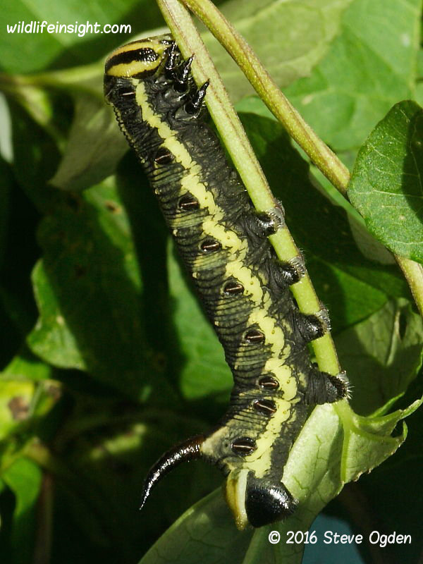 Convolvulus Hawkmoth caterpillar 50mm freshly moulted final instar © 2016 Steve Ogden