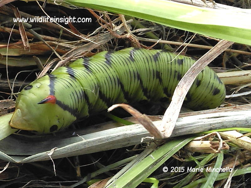 Convolvulus Hawkmoth caterpillar Norfolk © 2015 Marie Minchella