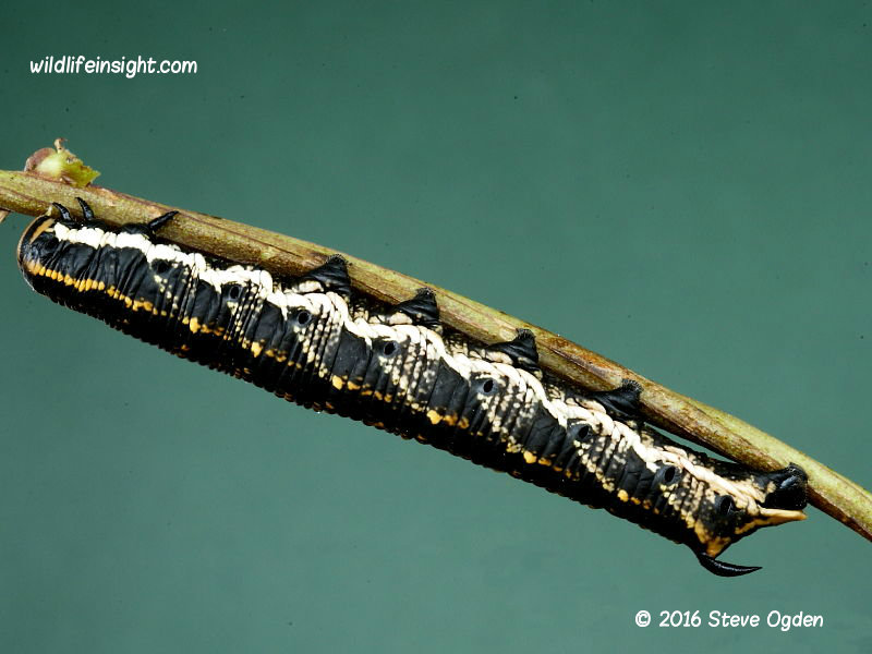 Convolvulus Hawkmoth caterpillar dark form © 2016 Steve Ogden