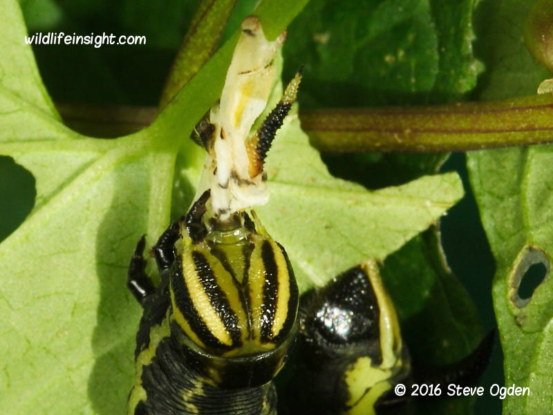 Convolvulus Hawkmoth caterpillar eating moulted skin © 2016 Steve Ogden