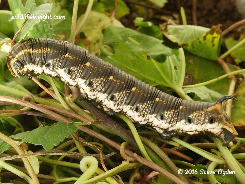 Convolvulus Hawkmoth caterpillar fully grown 100mm © 2016 Steve Ogden