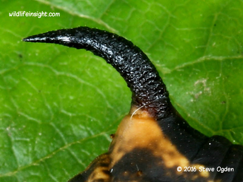 Convolvulus Hawkmoth caterpillar dark tail horn © 2016 Steve Ogden