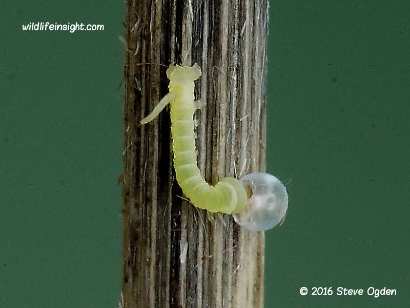 Convolvulus Hawkmoth caterpilllar eating egg case © 2016 Steve Ogden