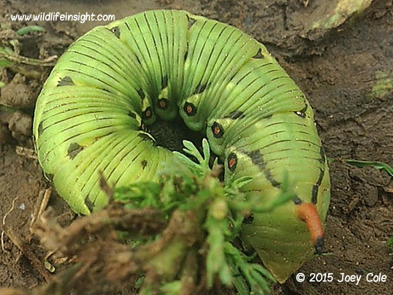 Convolvulus Hawkmoth green larval form © 2015 Joey Cole