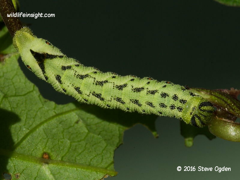 Convolvulus hawkmoth caterpillar 25mm freshly moulted © 2016 Steve Ogden