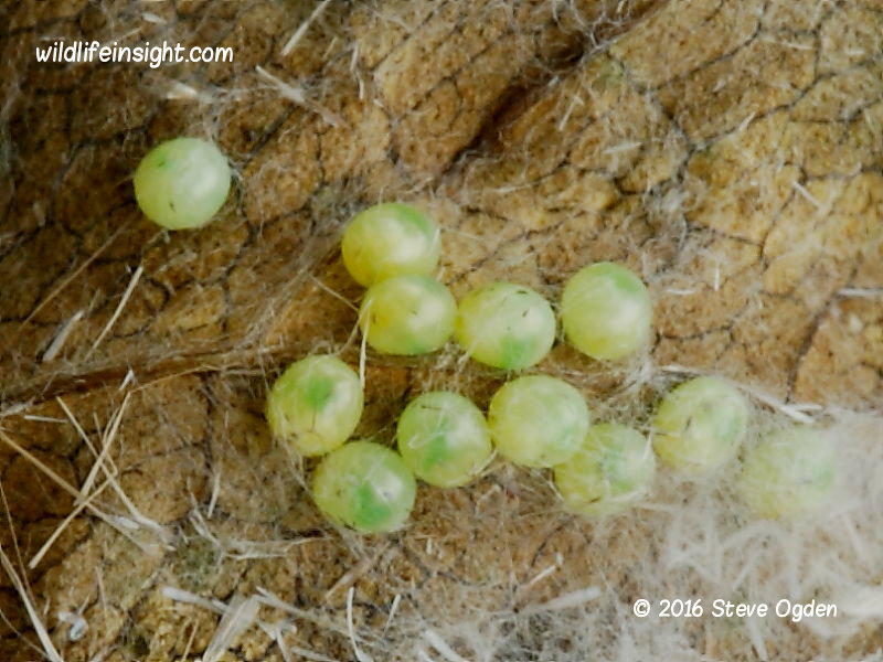 Convolvulus hawkmoth eggs about to hatch Convolvulus Hawkmoth eggs © 2016 Steve Ogden