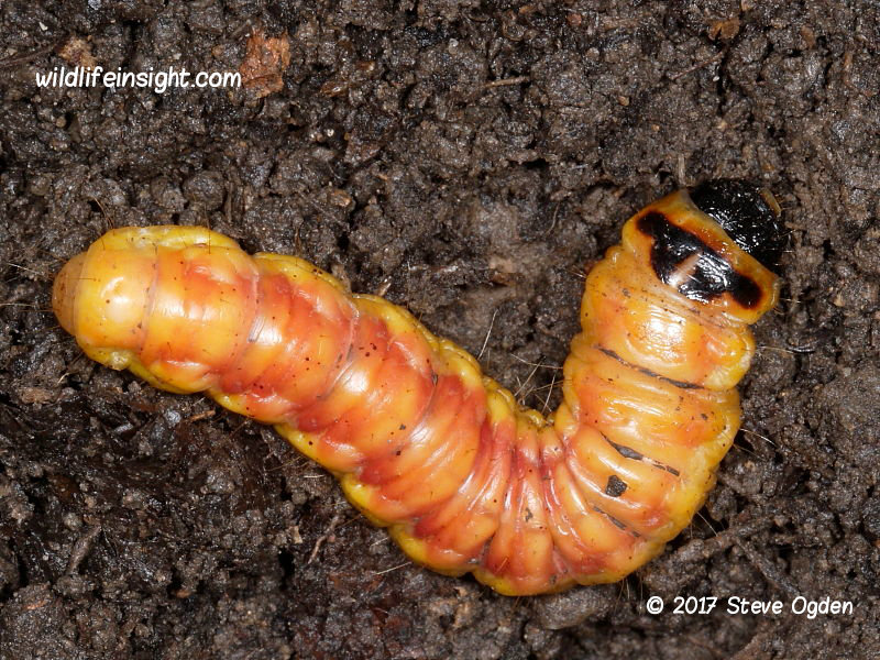 Goat Moth prepupating caterpillar (Cossus cossus) unearthed from vegetable bed, Devon, UK © 2017 Steve Ogden